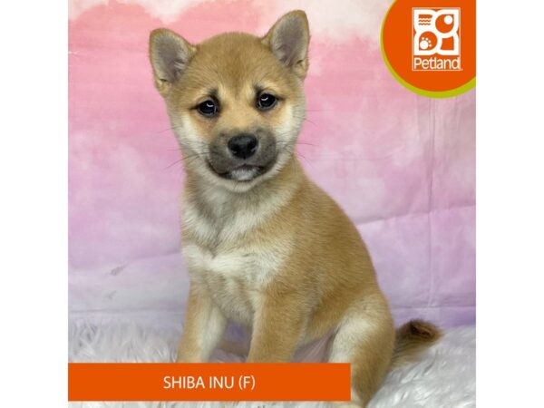 Shiba Inu-Dog-Female-Red Sesame-3131-Petland Lancaster, Ohio