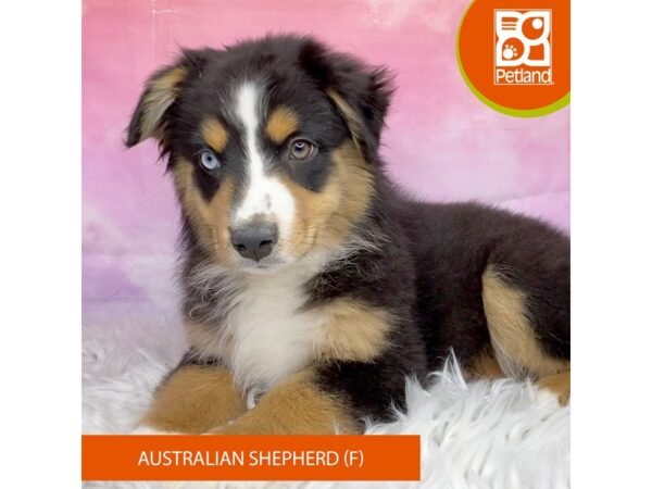 Australian Shepherd DOG Female Black White / Tan 3132 Petland Lancaster, Ohio