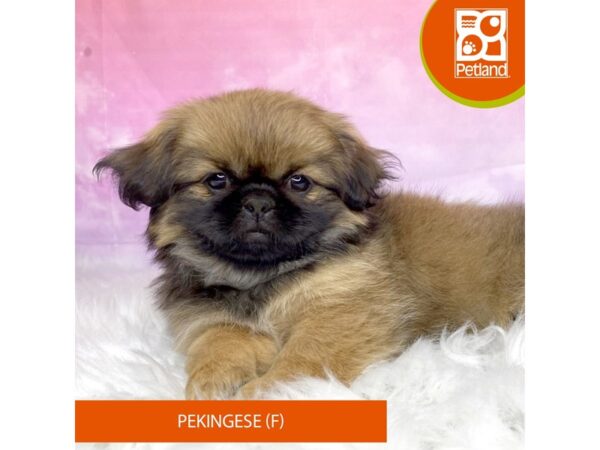 Pekingese-Dog-Female-Brown-3134-Petland Lancaster, Ohio