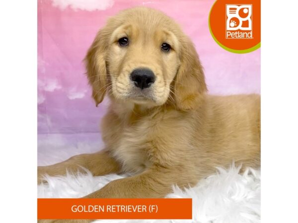 Golden Retriever-DOG-Female-Golden-3135-Petland Lancaster, Ohio