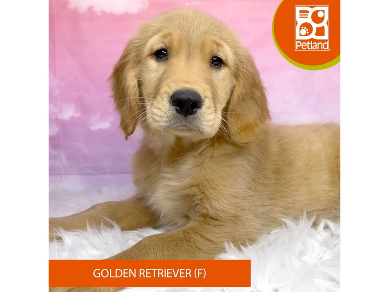 Golden Retriever-Female-Golden-4109564-Petland Lancaster Ohio