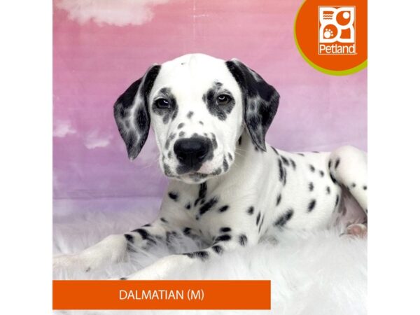 Dalmatian DOG Male 3137 Petland Lancaster, Ohio