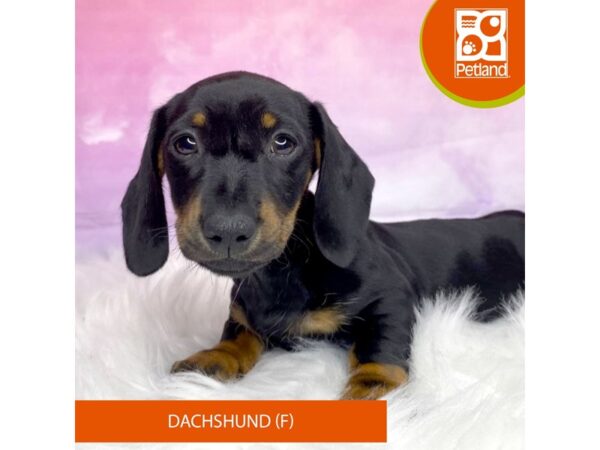 Dachshund Dog Female Black / Tan 3138 Petland Lancaster, Ohio