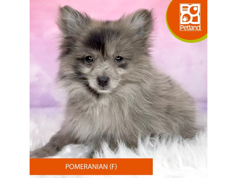 Pomeranian-Female-Blue Sable-4109568-Petland Lancaster Ohio
