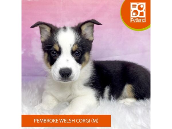 Pembroke Welsh Corgi Dog Male Black Tan / White 3140 Petland Lancaster, Ohio