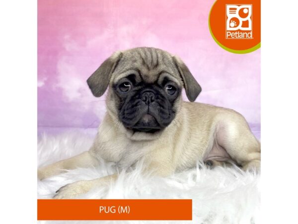 Pug Dog Male Fawn 3142 Petland Lancaster, Ohio