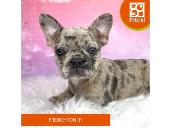 Frenchton-Dog-Female-Blue Merle-3155-Petland Lancaster, Ohio