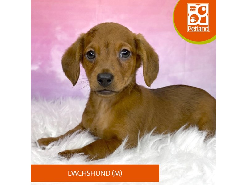 Dachshund-Male-Chocolate / Tan-4119936-Petland Lancaster Ohio