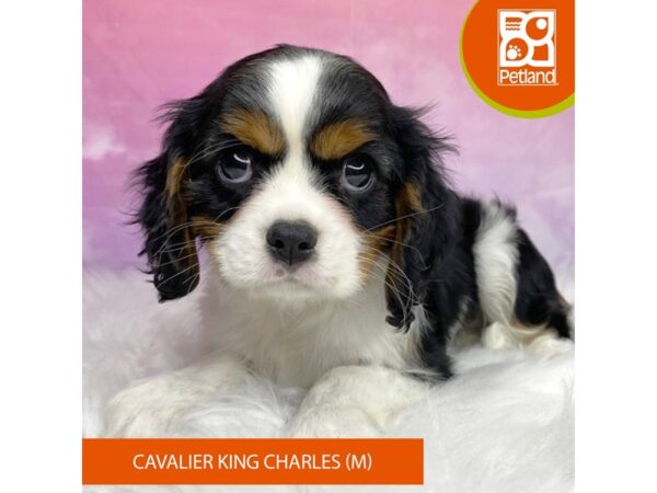 Cavalier King Charles Spaniel-Dog-Male-Tri-Colored-3152-Petland Lancaster, Ohio