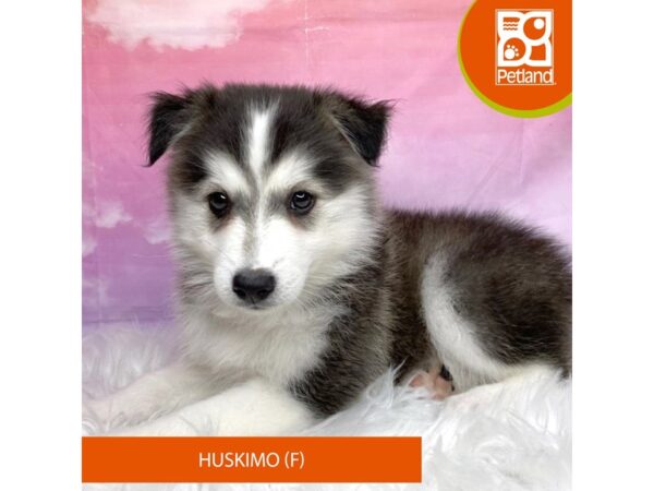 Huskimo-Dog-Female-Black / White-3151-Petland Lancaster, Ohio