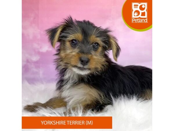 Yorkshire Terrier-DOG-Male-Black / Tan-3150-Petland Lancaster, Ohio