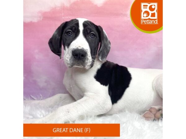 Great Dane Dog Female Harlequin 3157 Petland Lancaster, Ohio