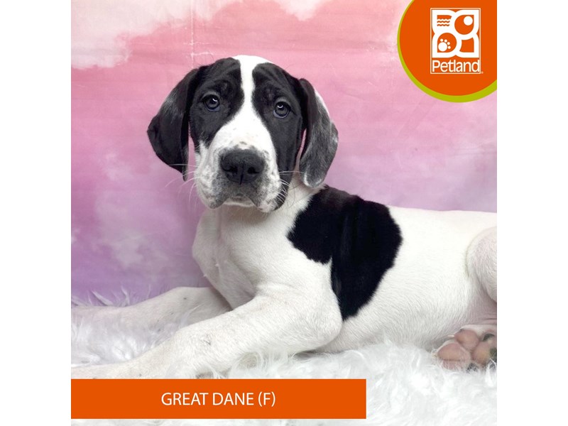 Great Dane-Female-Harlequin-4128228-Petland Lancaster Ohio