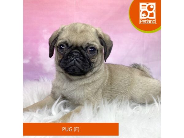 Pug Dog Female Fawn 3158 Petland Lancaster, Ohio