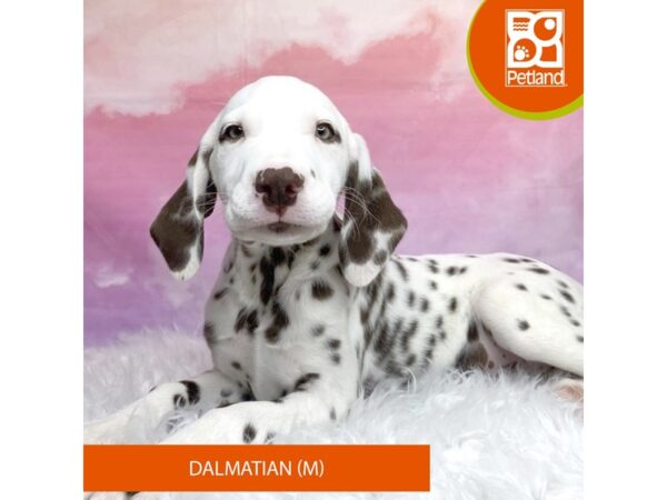 Dalmatian-Dog-Male-Liver / White-3159-Petland Lancaster