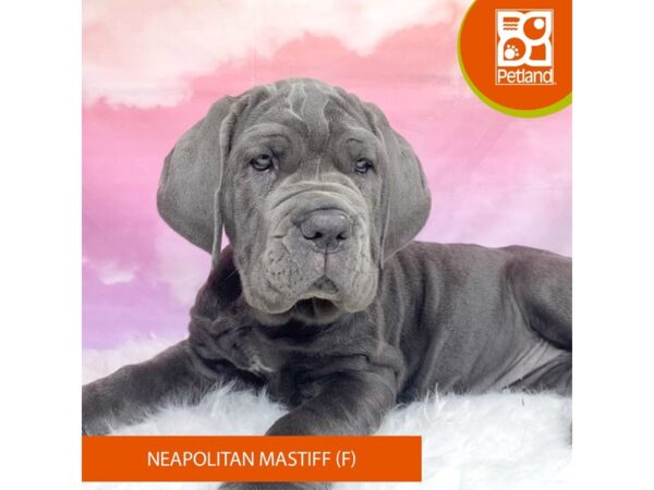 Neapolitan Mastiff-Dog-Female-Blue-3160-Petland Lancaster, Ohio