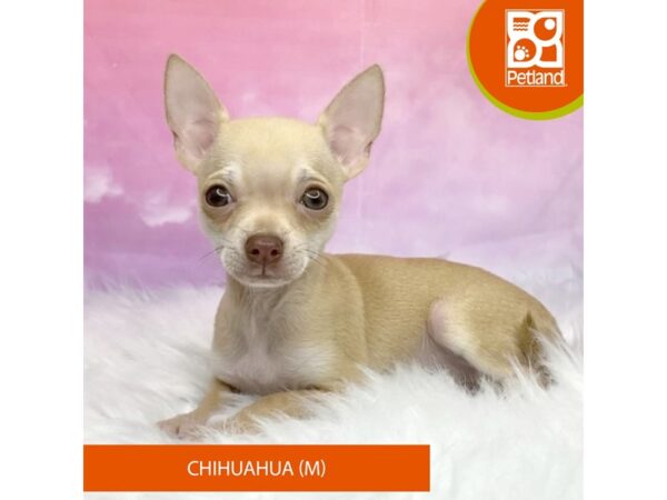 Chihuahua Dog Male Fawn 3161 Petland Lancaster, Ohio