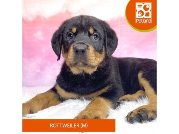 Rottweiler Dog Male Black / Rust 3164 Petland Lancaster