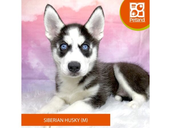 Siberian Husky Dog Male Black / White 3165 Petland Lancaster, Ohio