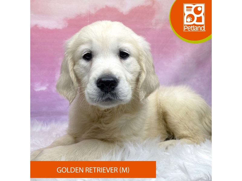Golden Retriever-Male-Light Golden-4146300-Petland Lancaster Ohio