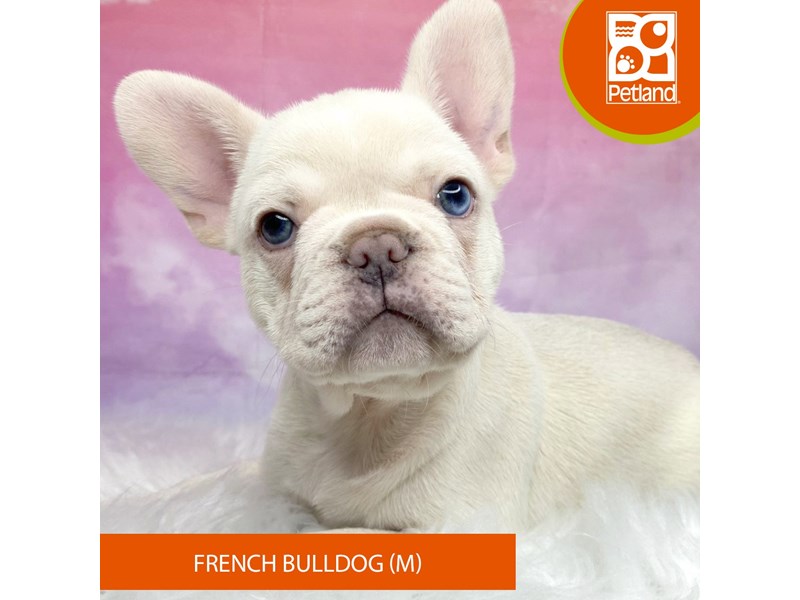 French Bulldog-Male-White-4146955-Petland Lancaster Ohio