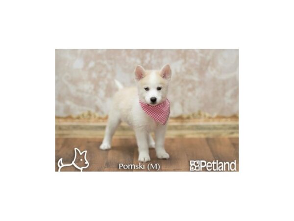 Pomski DOG Male Agouti and white 509 Petland Lancaster