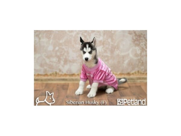 Siberian Husky DOG Female BLK & WH 529 Petland Lancaster, Ohio