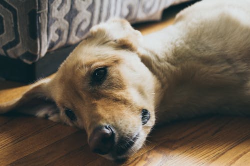 Separation Anxiety in Dogs