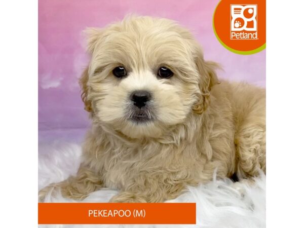 Pekeapoo-Dog-Male-Apricot-3133-Petland Lancaster, Ohio