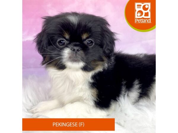 Pekingese Dog Female Black / White 3141 Petland Lancaster, Ohio