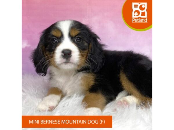 Mini Bernese Mt. Dog Dog Female Tri-Colored 3153 Petland Lancaster, Ohio