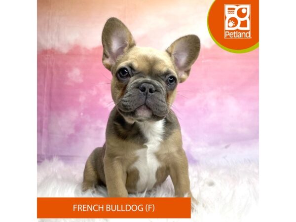 French Bulldog Dog Female Blue Fawn 3148 Petland Lancaster, Ohio