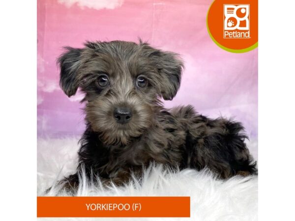 Yorkiepoo Dog Female Blue Merle 3147 Petland Lancaster, Ohio