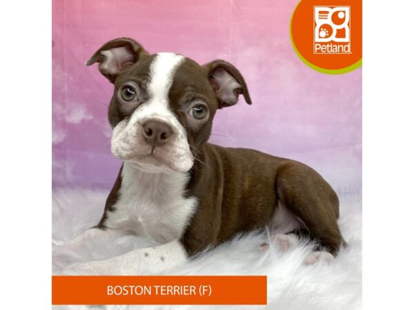 Boston Terrier-Dog-Female-Seal / White-3146-Petland Lancaster, Ohio