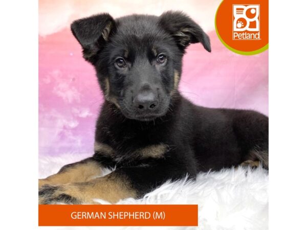 German Shepherd Dog Dog Male Black / Tan 3145 Petland Lancaster, Ohio