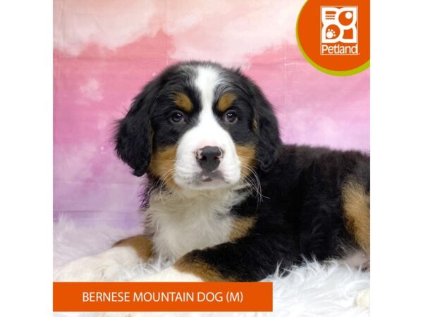 Bernese Mountain Dog-Dog-Male-Black White / Tan-3144-Petland Lancaster, Ohio