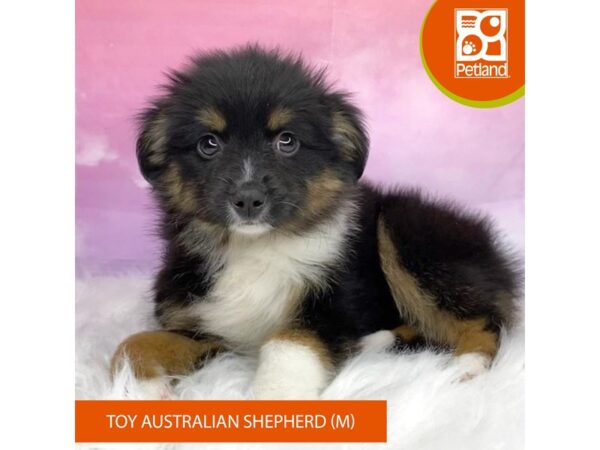 Toy Australian Shepherd Dog Male Black White / Tan 3143 Petland Lancaster, Ohio