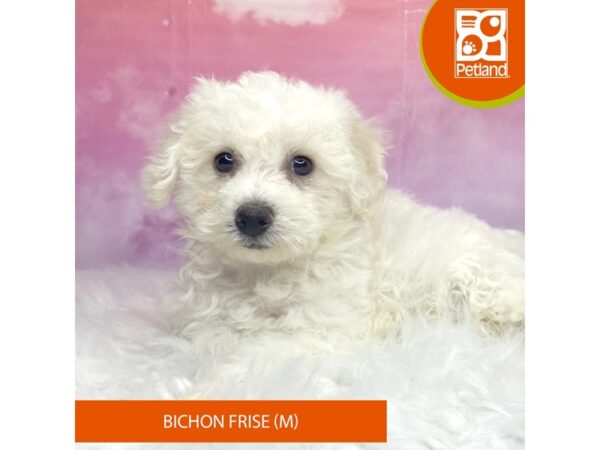 Bichon Frise-Dog-Male-White-3162-Petland Lancaster, Ohio