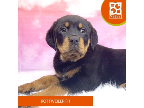 Rottweiler-Dog-Female-Black / Rust-3163-Petland Lancaster, Ohio