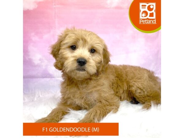 F1 Goldendoodle Dog Male Red / Brown 3167 Petland Lancaster, Ohio