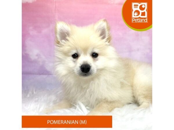 Pomeranian Dog Male Cream 3166 Petland Lancaster, Ohio