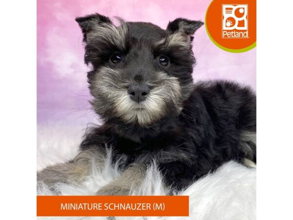 Miniature Schnauzer Dog Male Black / Silver 3168 Petland Lancaster, Ohio