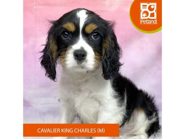 Cavalier King Charles Spaniel Dog Male Black White / Tan 3171 Petland Lancaster, Ohio