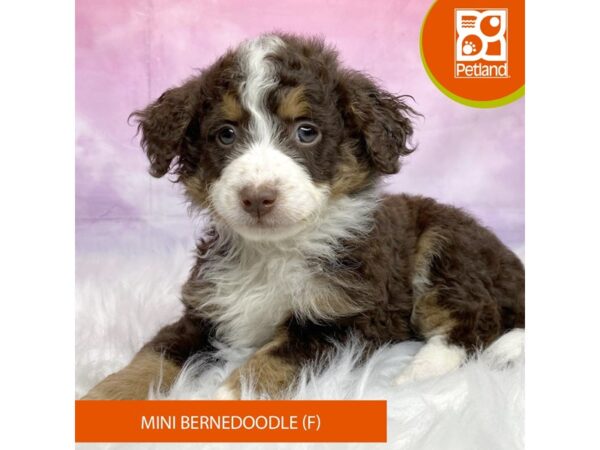 Bernedoodle Mini-Dog-Female-Tri-Colored-3177-Petland Lancaster, Ohio