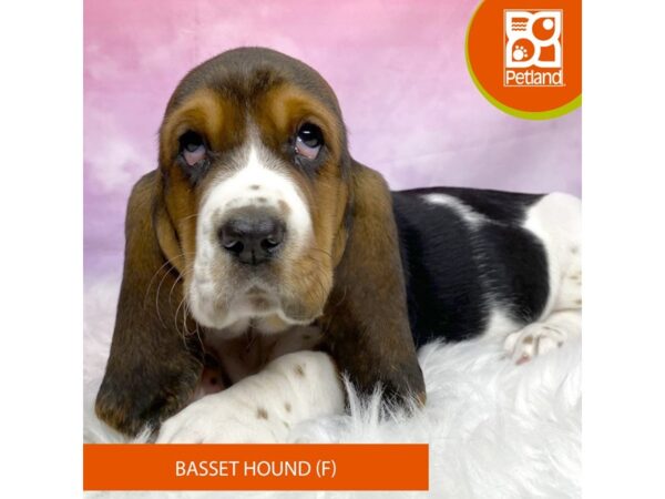 Basset Hound-Dog-Female-Black Tan / White-3176-Petland Lancaster