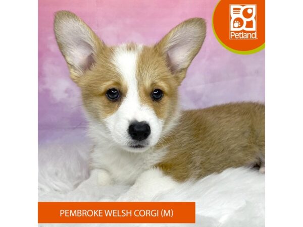Pembroke Welsh Corgi-Dog-Male-Red / White-3173-Petland Lancaster