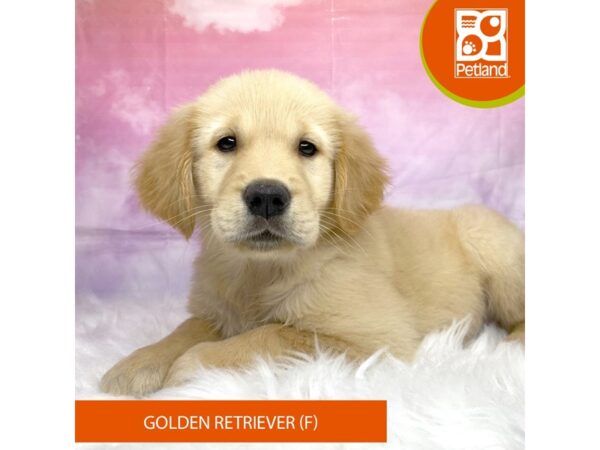 Golden Retriever-Dog-Female-Golden-3180-Petland Lancaster, Ohio