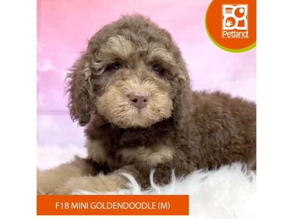 Goldendoodle Mini F1b-Dog-Male-Chocolate-3179-Petland Lancaster, Ohio