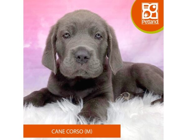 Cane Corso-Dog-Male-Blue-3189-Petland Lancaster, Ohio