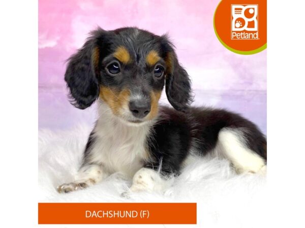 Dachshund Dog Female black and white with tan markings 3187 Petland Lancaster, Ohio